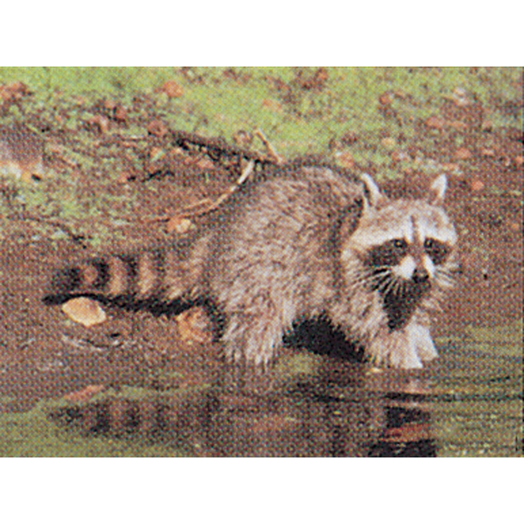 Delta McKenzie Tru-Life Raccoon Full Color Animal Target 21x28