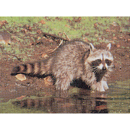 Delta McKenzie Tru-Life Raccoon Full Color Animal Target 21x28