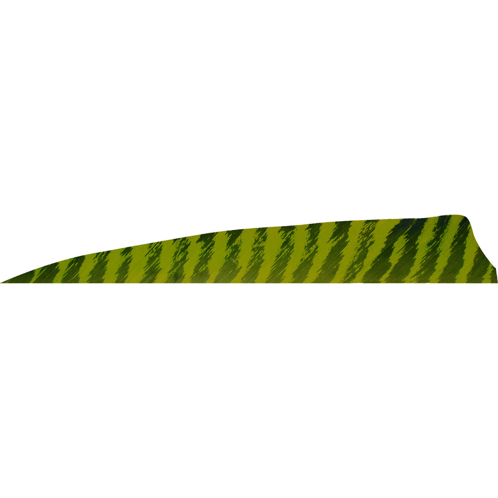 Gateway Shield Cut Feathers Barred Chartreuse 4 in. Left Wing 50-Pack