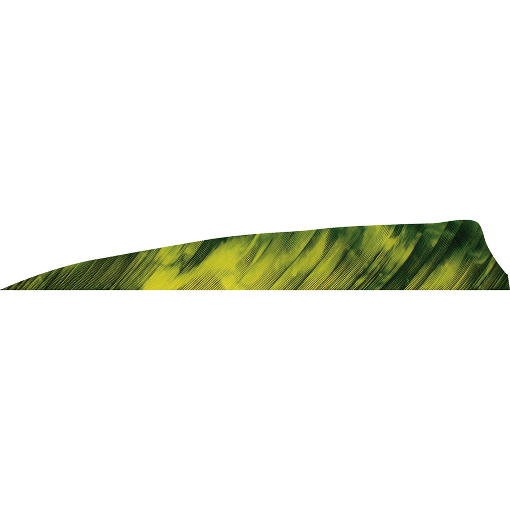 Gateway Shield Cut Feathers Tre Yellow 4 in. RW 50-Pack