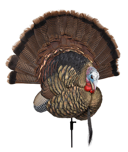 Avian-X Trophy Tom Turkey Tail Fan Showpiece and 2D Decoy No Fan