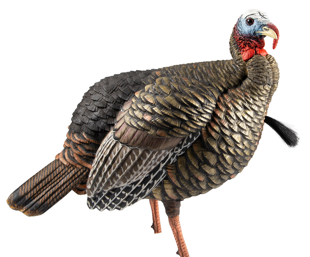 Avian-X HDR Jake Turkey Decoy Multi-Color with Interchangeable Heads