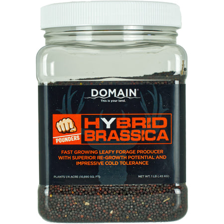 Domain Hybrid Brassica Pounder Winfred Forage Seed - 1/4 Acre