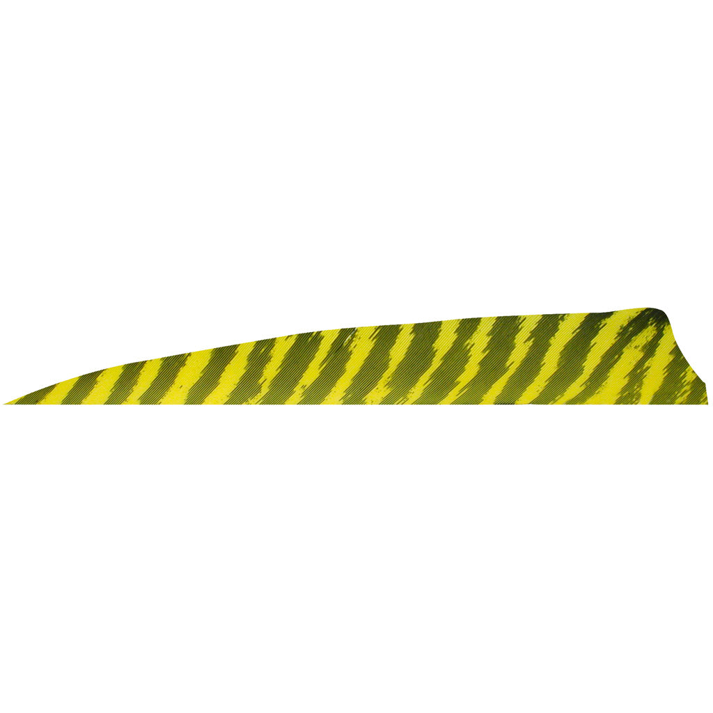 Gateway Shield Cut Barred Yellow Arrow Feathers 4 in. Right Wing 100 Pk.