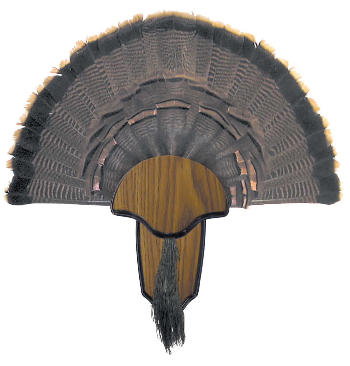 HS Strut 00849 Turkey Tail and Beard Trophy Mounting Kit with Drying Powder