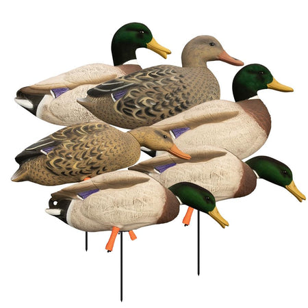 Higdon Outdoors Magnum Full Body Mallard Variety Pack Flocked Heads 6-Pack Decoys